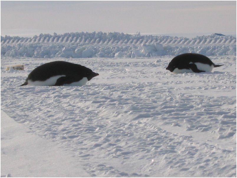 adelies on the ice